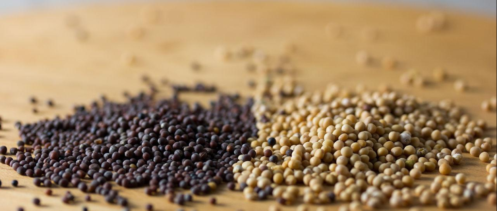 Mustard Seeds, Everything You Need To Know About Mustard Seeds