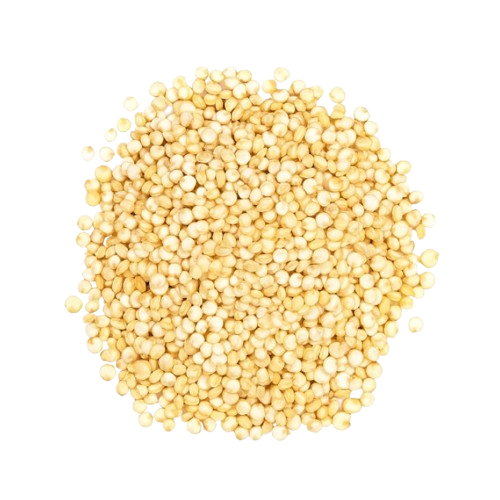 Quinoa seeds